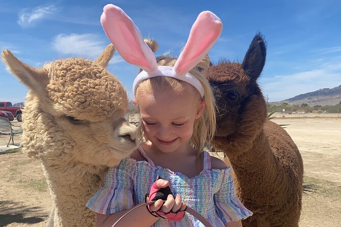 Nature Health Farms Alpaca Farm Petting Zoo Pahrump Death Valley - Meeting alpacas in an open farm setting