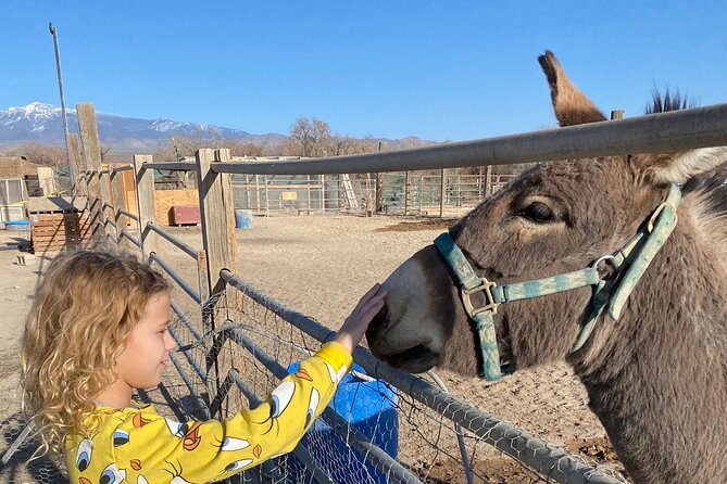 Nature Health Farms Alpaca Farm Petting Zoo Pahrump Death Valley - From ostriches to peacocks, the animal list is broad