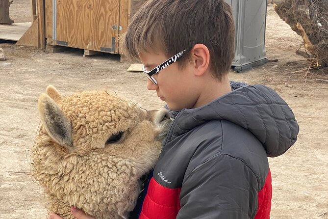 Nature Health Farms Alpaca Farm Petting Zoo Pahrump Death Valley - Exploring the antiques, vehicles, and farm grounds