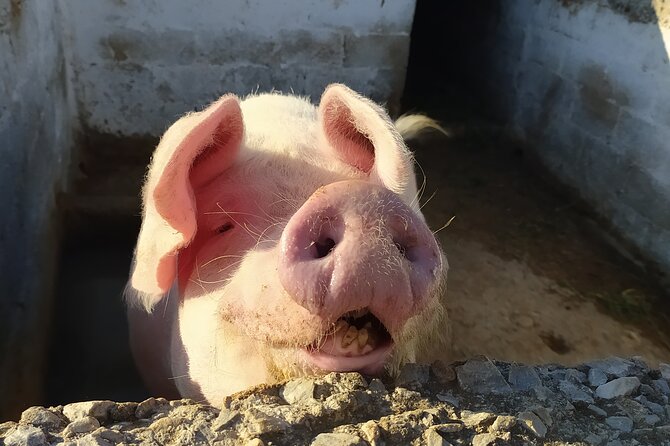 Naxos Farm Experience and cheese making - Arriving at a traditional Naxos farm