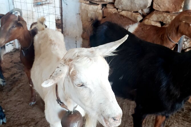 Naxos Farm Experience and cheese making - Tasting cheese, garden snacks, and farm wine