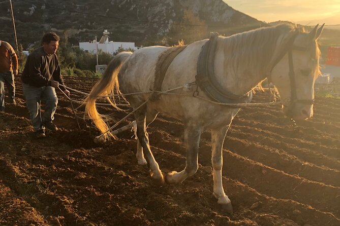 Naxos Perivoli Farm Experience & Wood-fire Cooking Class - Key points to know before booking