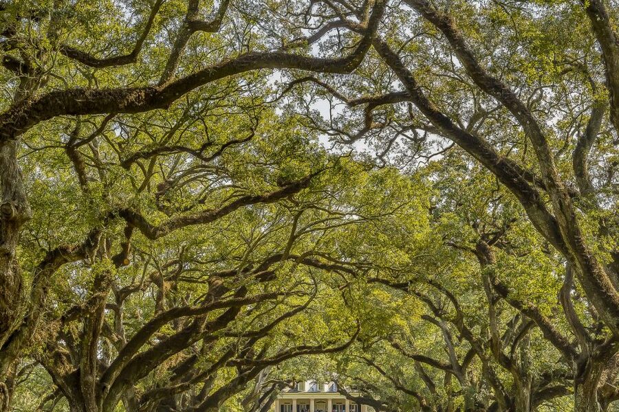 New Orleans: Bayou Swamp Tour and Oak Alley Plantation Tour - Manchac Swamp by flat-bottom boat