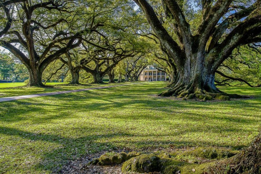 New Orleans: Bayou Swamp Tour and Oak Alley Plantation Tour - The short break before Oak Alley
