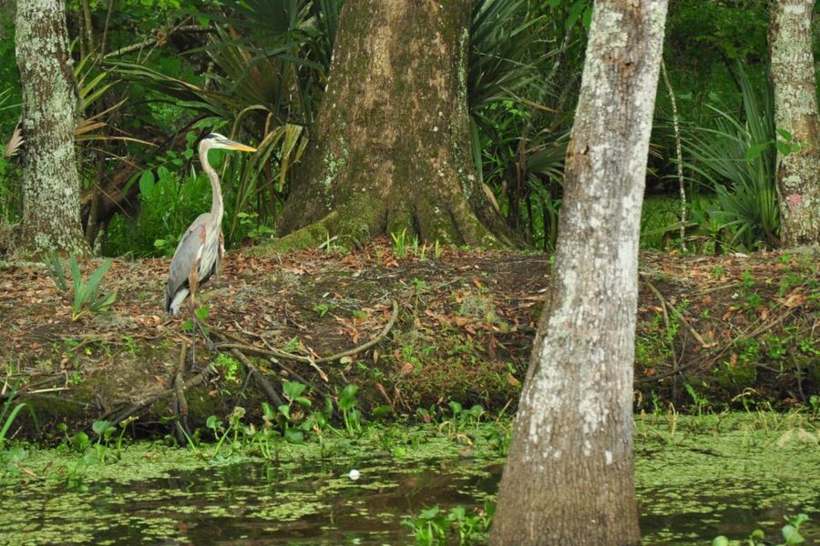 New Orleans: Destrehan Plantation & Airboat Combo Tour - Key points to know before booking