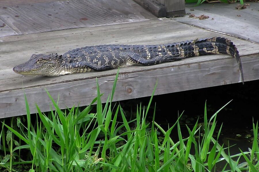 New Orleans: Destrehan Plantation & Airboat Combo Tour - From New Orleans to the River Road