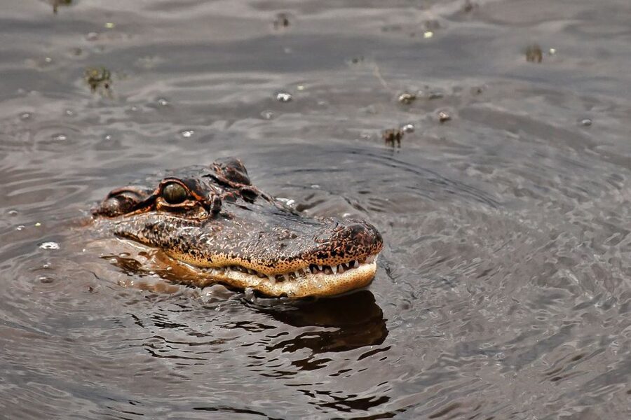 New Orleans: Destrehan Plantation & Airboat Combo Tour - Is $179 a fair price?