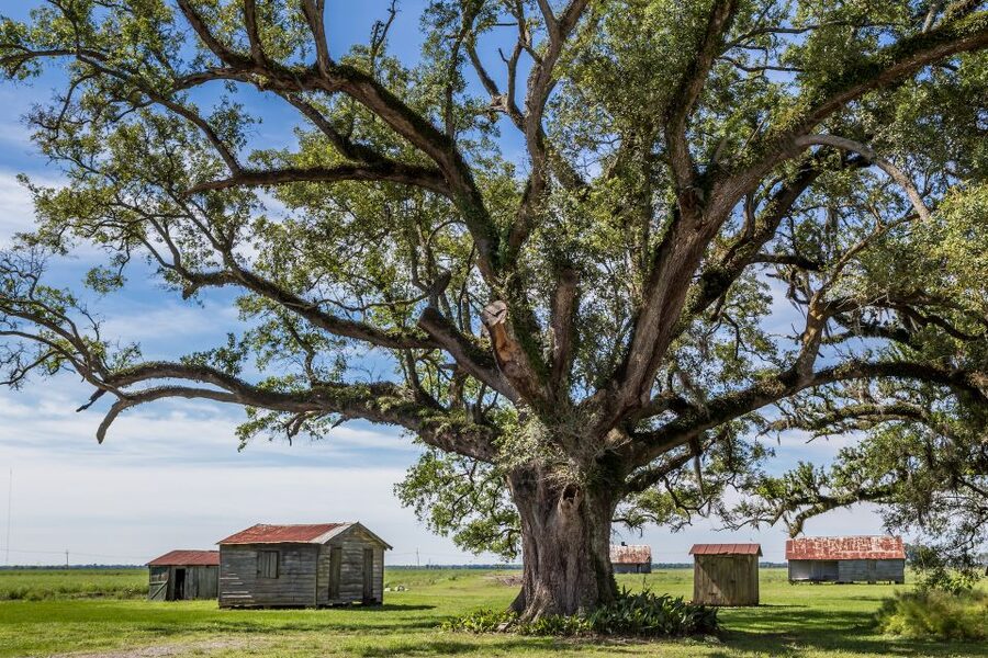 New Orleans: Felicity Plantation Guided Tour - Key points to know before you go