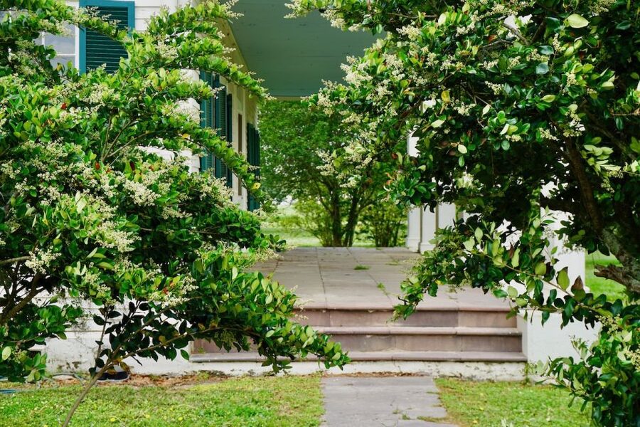 New Orleans: Felicity Plantation Guided Tour - Should you book the Felicity Plantation tour?