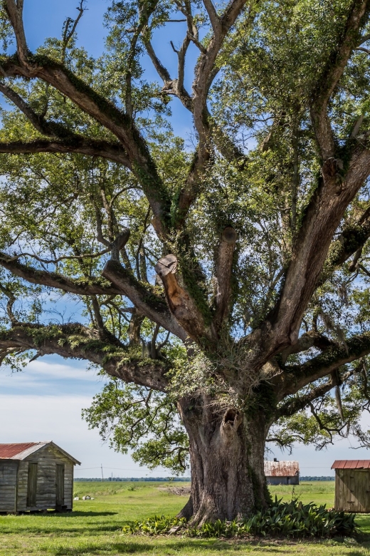 New Orleans: Felicity Plantation Guided Tour - Recognizing the home from film and television