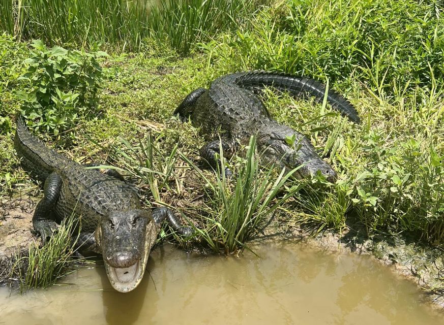 New Orleans: Oak Alley or Laura Plantation & Airboat Tour - How the $175 price works for you