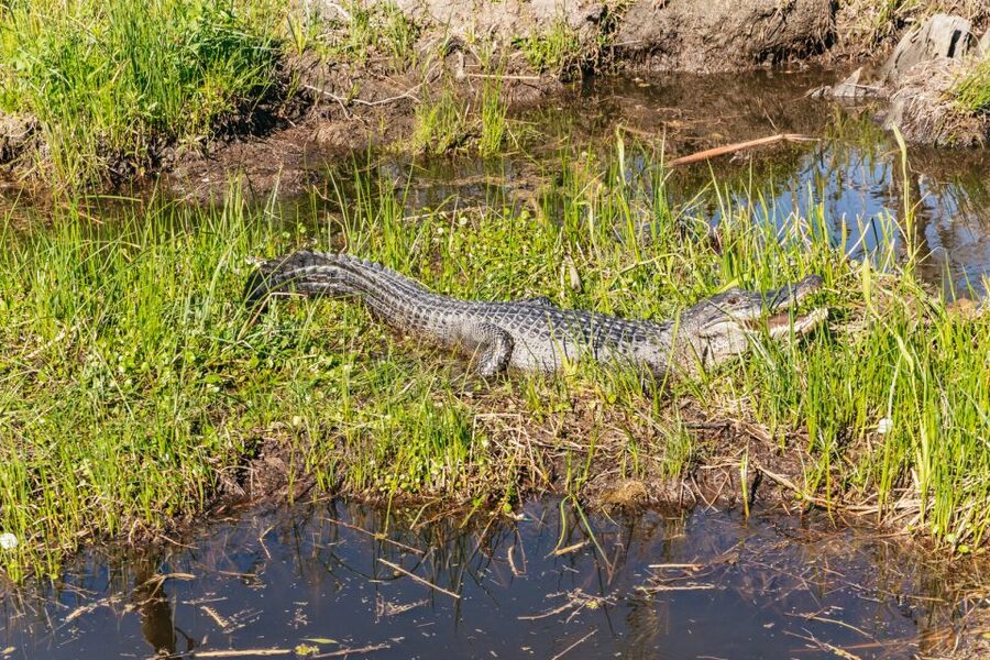New Orleans: Oak Alley Plantation & Airboat Swamp Combo Tour - Alligators are likely, but nature sets the schedule