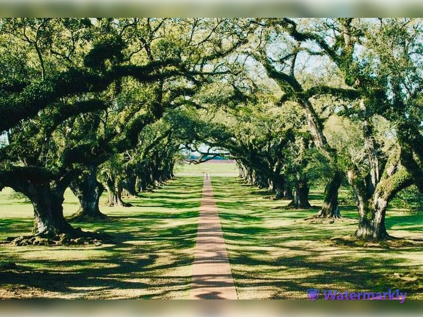 New Orleans: Oak Alley Plantation and Katrina City Tour - The oak avenue gives Oak Alley its name