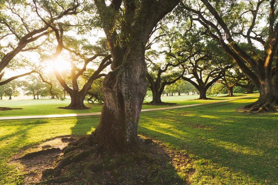 New Orleans: Oak Alley Plantation and Swamp Cruise Day Trip - What the 1-hour-40-minute swamp cruise feels like