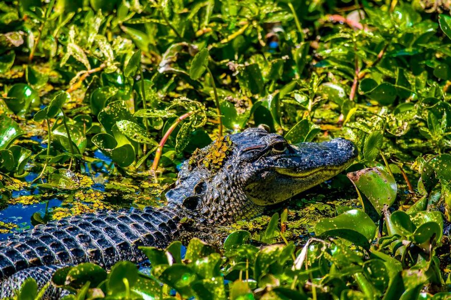 New Orleans: Oak Alley Plantation and Swamp Cruise Day Trip - Who should book this tour