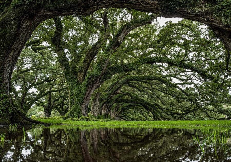 New Orleans: Oak Alley Plantation Half Day Tour - The return through Vacherie and Lake Pontchartrain