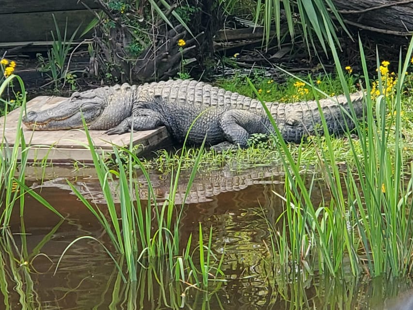 New Orleans: Oak Alley Plantation -N- Swamp Tour Full Day - What the $137 price really covers
