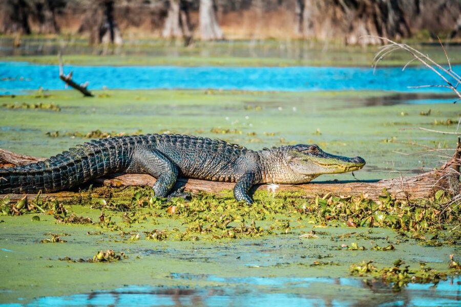 New Orleans: Single Plantation and Pontoon Swamp Day Trip - Key points to know before booking