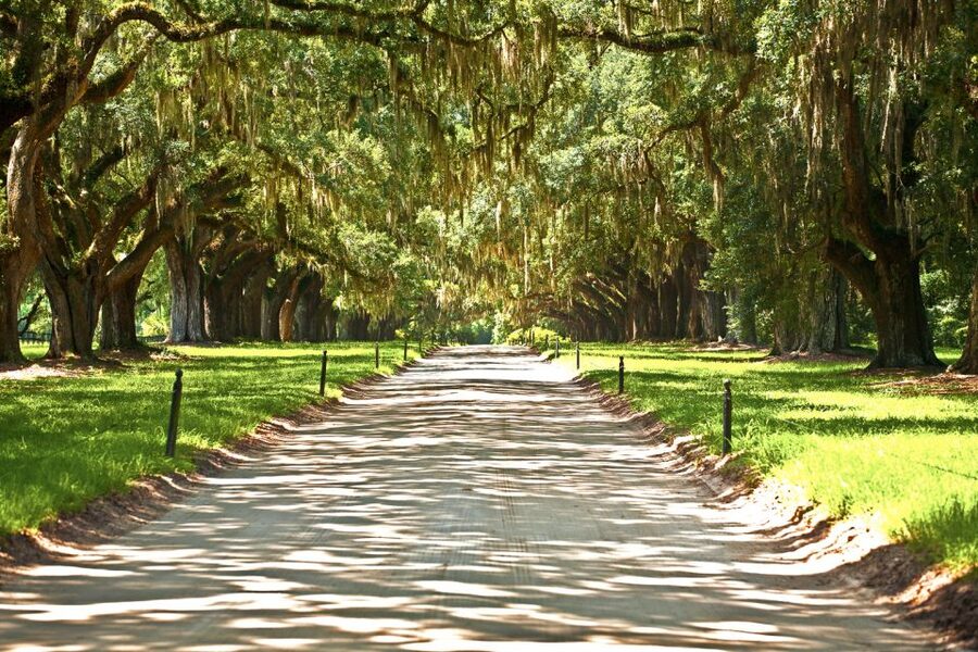 New Orleans: Single Plantation and Pontoon Swamp Day Trip - Price, group size, and what the day is worth