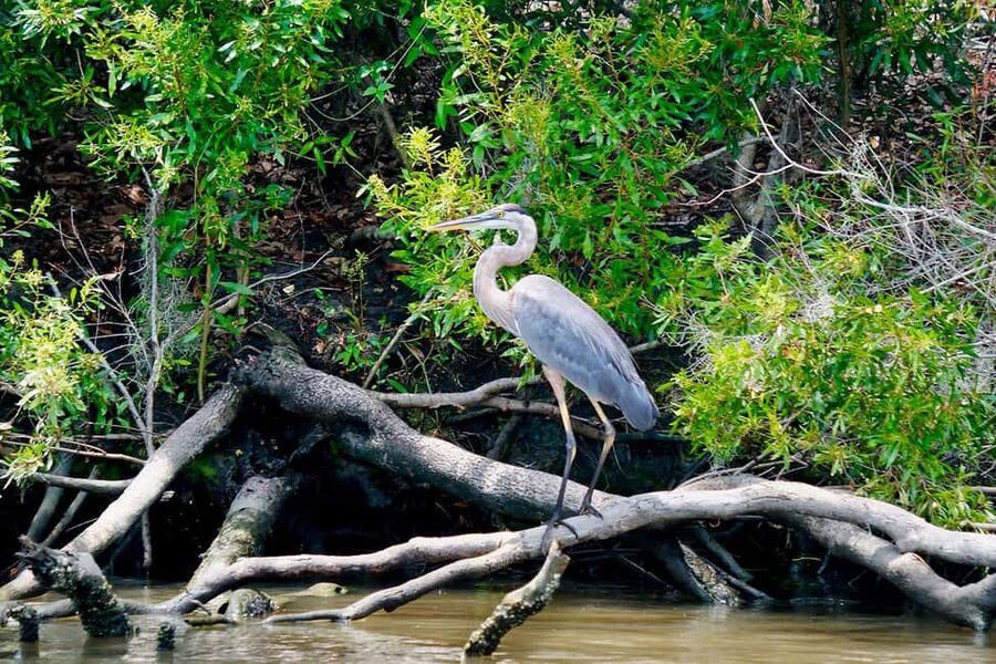 New Orleans: Swamp Boat Ride & Oak Alley Plantation Tour - The shift from plantation to swamp