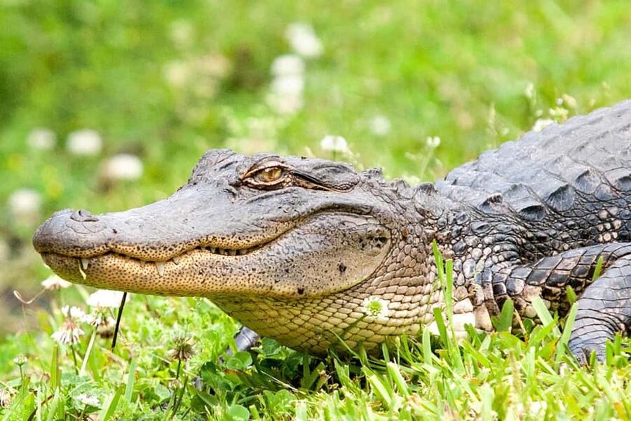New Orleans: Swamp Boat Ride & Oak Alley Plantation Tour - Is the $131 price fair?