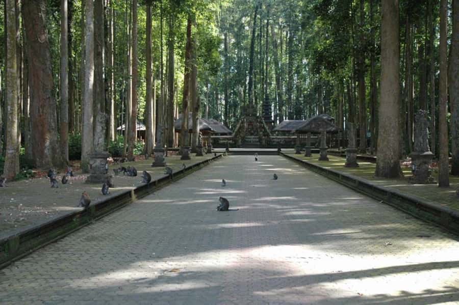 North Bali: Monkey Forest -Waterfall- Rice Terrace-Ulun Danu - Key points to know before booking