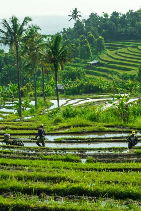 North Bali: Monkey Forest -Waterfall- Rice Terrace-Ulun Danu - The private car makes the long day easier