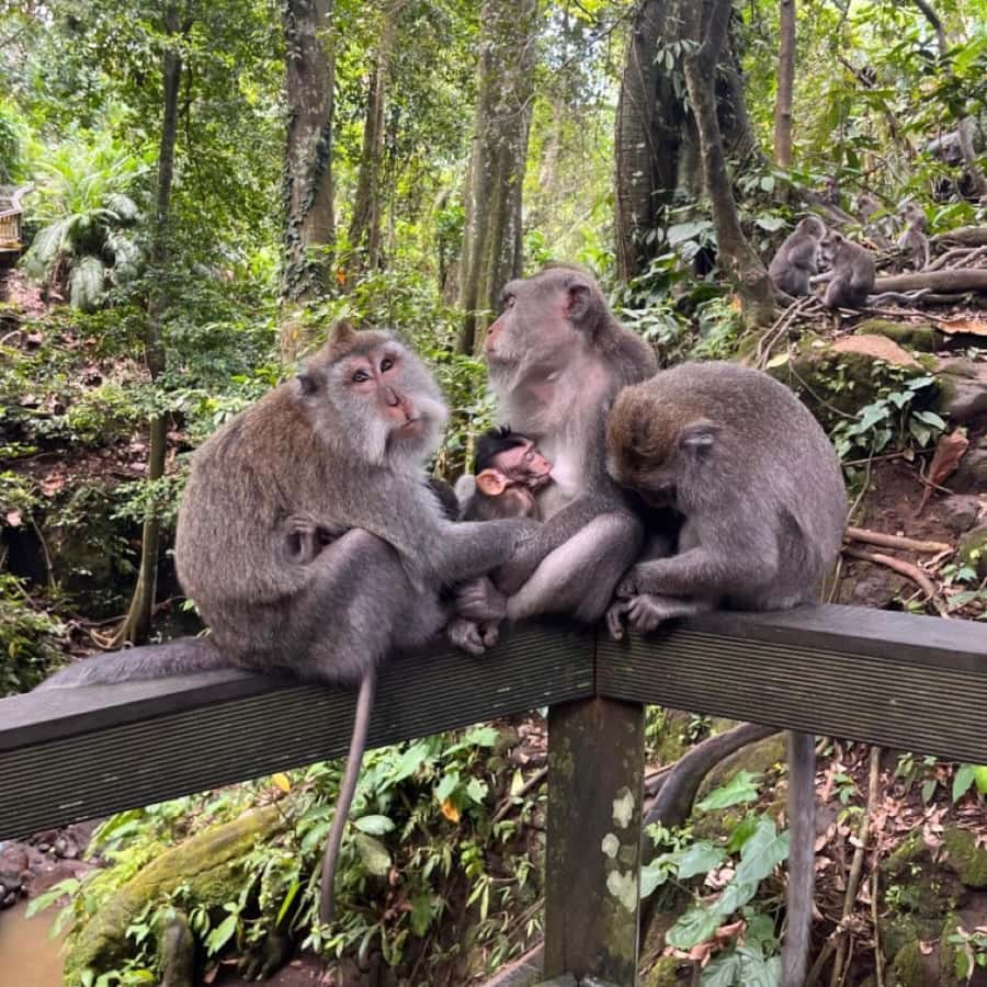 North Bali: Monkey Forest -Waterfall- Rice Terrace-Ulun Danu - Sangeh Monkey Forest and its 600 macaques