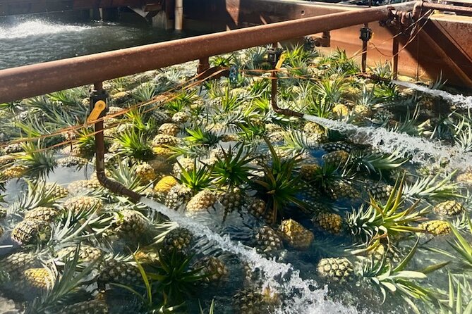 North Shore Dole Pineapple Farm Tour - Green World Coffee Farms gives you an early start