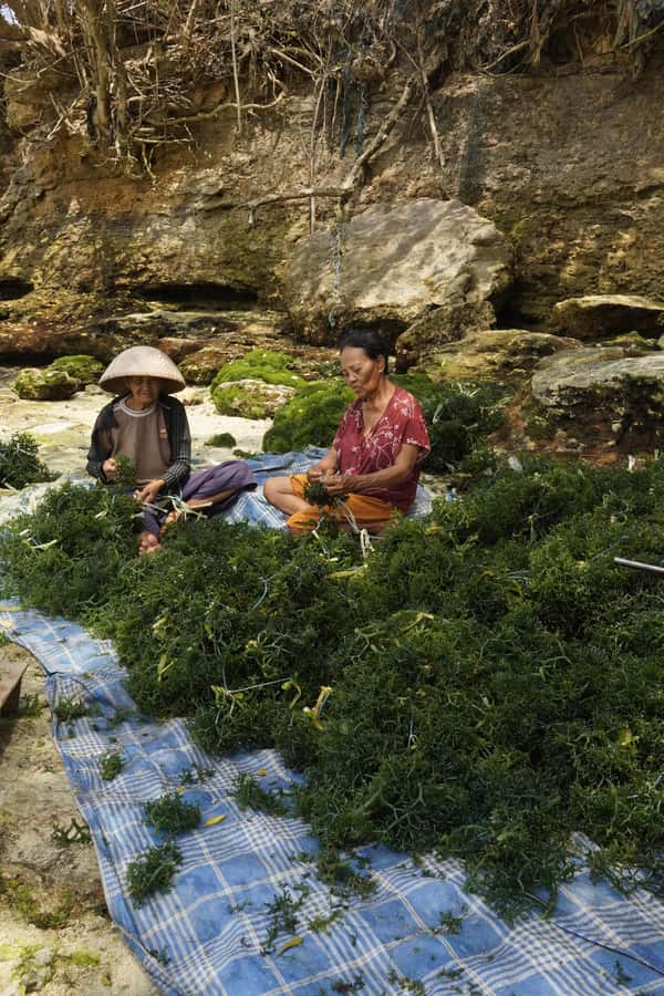 Nusa Penida: Ecotourism, Seaweed Farming & East Tour - Key points at a glance