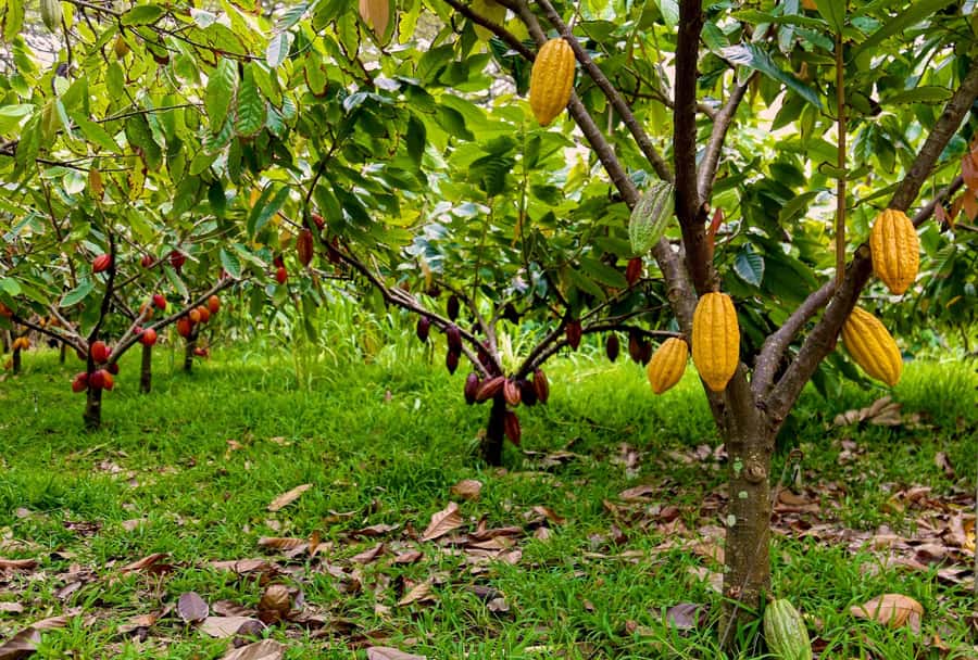 Oahu: Chocolate Farm Tour with Tasting - Kamananui Cacao - Key things to know before you book