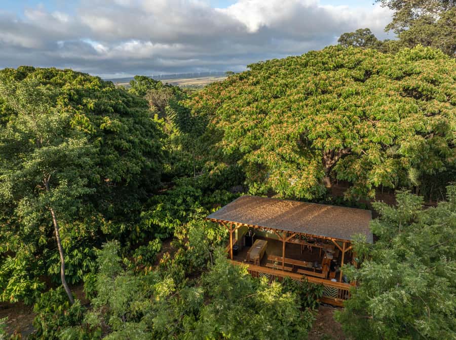 Oahu: Chocolate Farm Tour with Tasting - Kamananui Cacao - What you learn about Hawaii and the wider chocolate trade