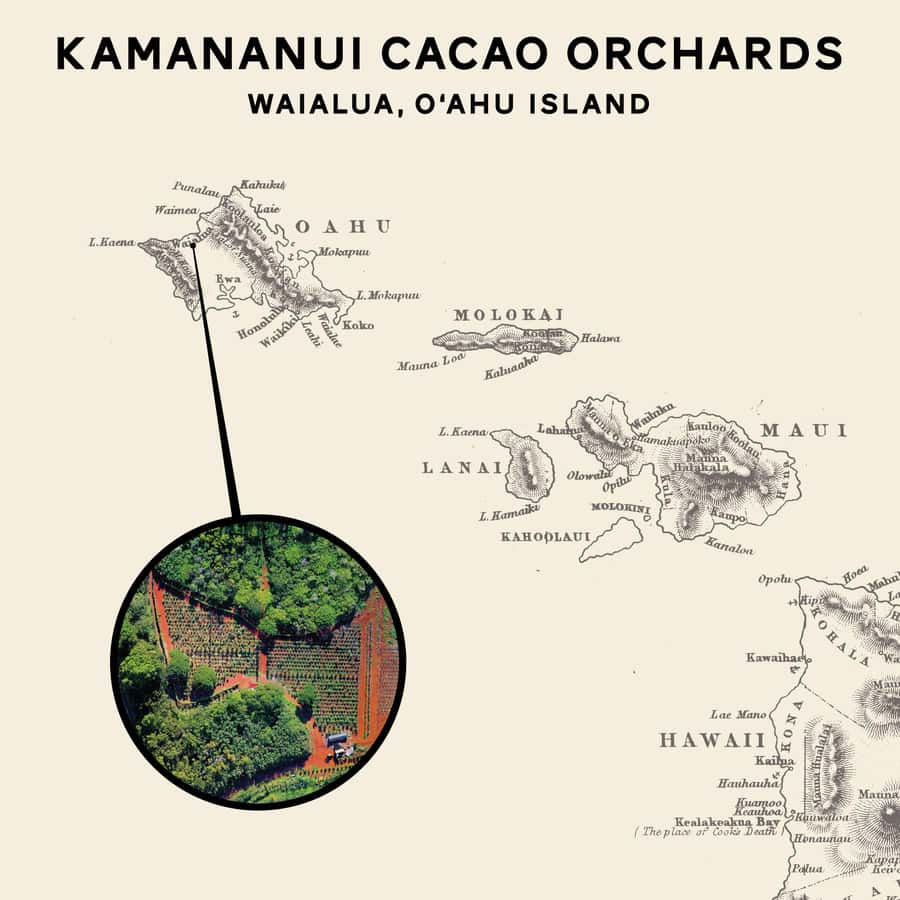 Oahu: Chocolate Farm Tour with Tasting - Kamananui Cacao - Walking beneath the cacao trees