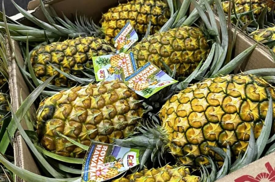 Oahu: North Shore Dole Pineapple Farm Tour - Why the pineapple fields are the main event
