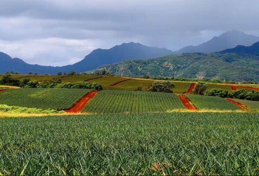 Oahu: North Shore Dole Pineapple Farm Tour - A quiet North Shore beach stop
