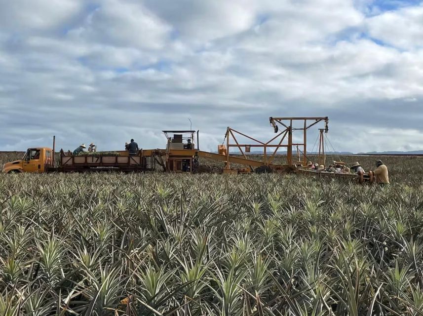 Oahu: North Shore Dole Pineapple Farm Tour - Old Haleiwa, shaved ice, and local flavor