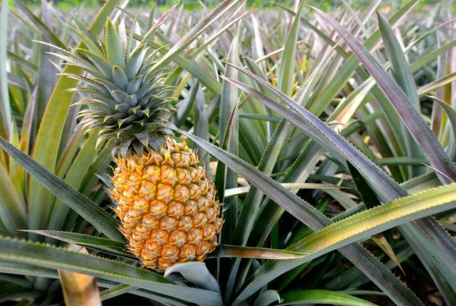 Oahu: North Shore Dole Pineapple Farm Tour - Starting with coffee at Greenworld
