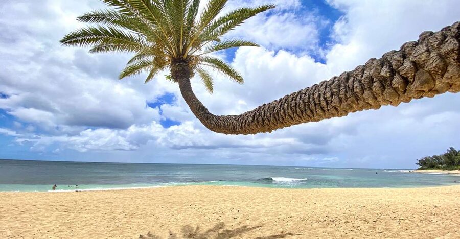 Oahu: North Shore Experience and Dole Plantation - Why this North Shore tour works well from Waikiki