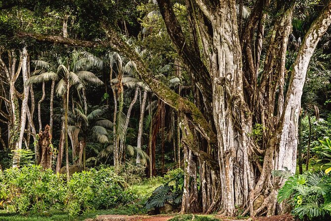Oahu Private Tour North Shore, Waimea Falls and Dole Plantation - Haleiwa: the most relaxed stop