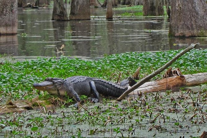 Oak Alley Plantation and Swamp Boat Tour from New Orleans - The alligator question, including a concern about feeding