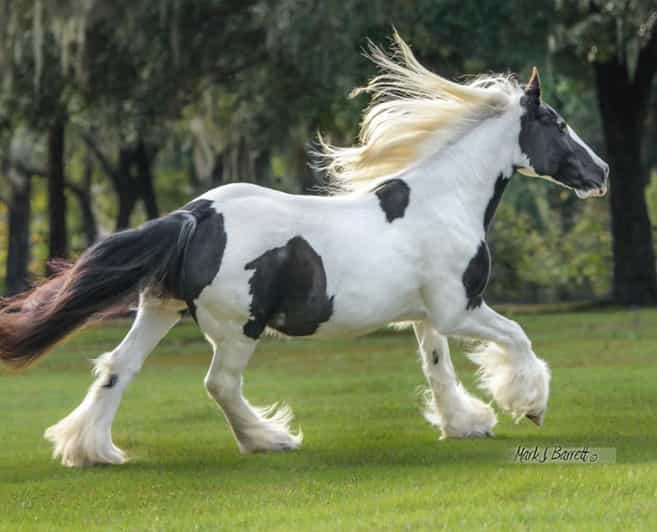 Ocala: Gypsy Gold Horse Farm Guided Walking Tour - Key points at a glance
