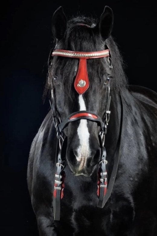 Ocala: Gypsy Gold Horse Farm Guided Walking Tour - Why the Gypsy Vanner story gives this farm visit its purpose