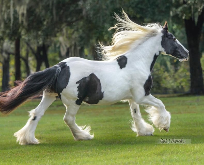 Ocala: Gypsy Gold Horse Farm Guided Walking Tour - Meeting the horses, mules, donkeys, and parrots