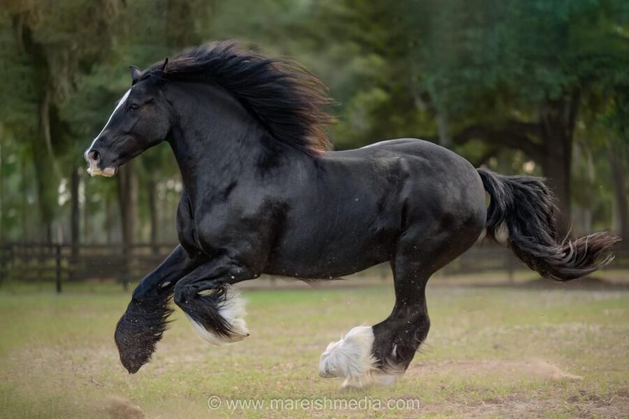 Ocala: Gypsy Gold Horse Farm Guided Walking Tour - Is $30 a good value?