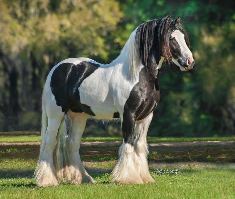 Ocala: Gypsy Gold Horse Farm Guided Walking Tour - Planning your visit around Ocala
