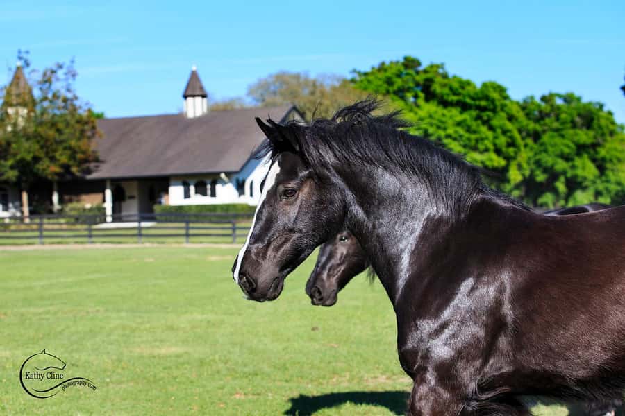 Ocala: Gypsy Gold Horse Farm Horses & History Tour - Key points at a glance