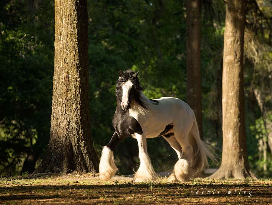 Ocala: Gypsy Gold Horse Farm Horses & History Tour - Why Gypsy Gold is different from a standard horse farm visit