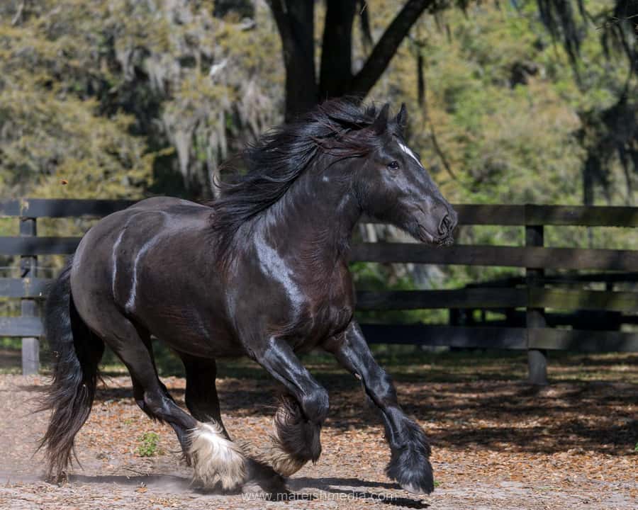 Ocala: Gypsy Gold Horse Farm Horses & History Tour - Walking the 40-acre farm