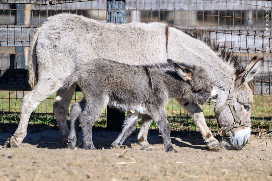 Ocala: Gypsy Gold Horse Farm Horses & History Tour - Is $50 a fair price?