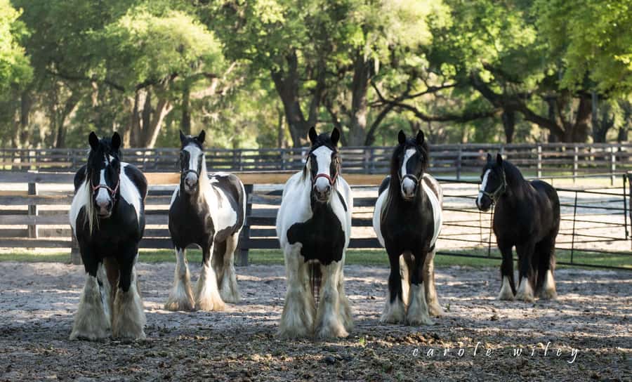 Ocala: Gypsy Gold Horse Farm Horses & History Tour - Timing your visit in Ocala